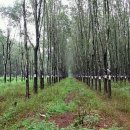 달랏(DA LAT) 이미지