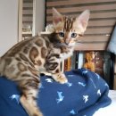 MJ캐터리 이미지