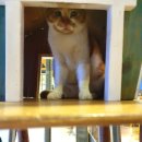 고양이카페38.5 | 별내 고양이카페 38.5 순심이 보고싶어