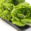 샐러드와 이미지