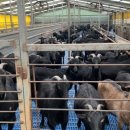 초방리농장 이미지