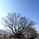 김해 화목동 팽나무 이미지