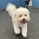 사평대로57길 139 | [강남 논현역 강아지 유치원 추천] 내돈내산 위드랜드 강남점 한 달 보낸 후기