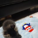 미라클 그루밍 이미지