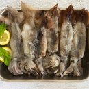 산오징어 이미지