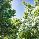 이팝나무길 이미지