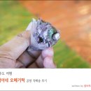춘심이네유통신제주유통 | 제주도선물 춘심이네 오메기떡 공항콜 후기