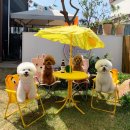 개밥주는여자 이미지