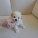 강아지분양 말랑퍼피 | 김포강아지분양 고민 끝! 홍스퍼피 방문 후기