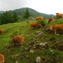 단양한우 목장 이미지