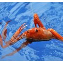 영덕대게 이미지