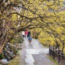 산수유꽃길민박 네이버블로그