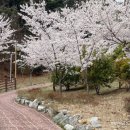 책과 함께 크는 아이들 | 김해 목재문화박물관 꿈크는나무놀이터 벚꽃뷰