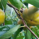 안골농장 이미지