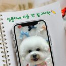 댕뜰리에 이미지