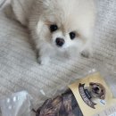 멍이네 수제간식 이미지