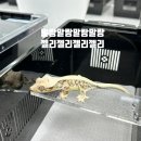 리얼게코