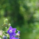 도라지마을 이미지