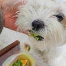 아피아피 apyapy 이미지