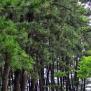 자연송림 이미지