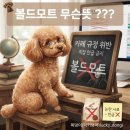 진위사료 | 반려견 커뮤니티에서 자주 보이는 '볼드모트'의 뜻