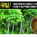 여수황칠