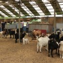 공리농장1 이미지