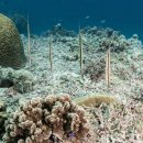 라벨라코리아 | 2025 크리스마스의 다이빙 추억(feat.한라봉커플, 오션플레이어 보홀)