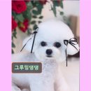 그루밍댕댕 네이버블로그