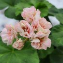 러블리몽 이미지