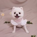꼴레트