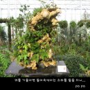목석원예관 Daum카페