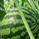 국대농장 이미지