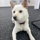 솜솜스테이 이미지