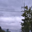 동아제약(주)원주지점 | 2025 WCTR 원주치악산트레일러닝대회 28K 완주 후기