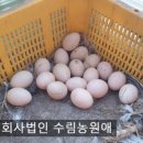 백봉오골계법인 이미지