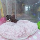 만족하개 이미지