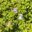 요요플라워 이미지