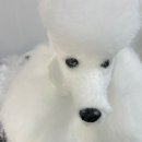 댕댕미용 이미지