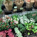 화사랑플라워