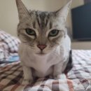 뉴광명동물메디컬센터 이미지