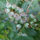 백일농장 이미지