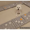 일산애견호텔 애견유치원 맘바이 일산점 | 믿고 맡길 수 있는 곳! 일산애견호텔 애견유치원 맘바이 일산점