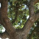 스머프마을 이미지