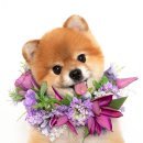 꽃개꽃냥