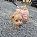 스테이 댕댕 | [일상] 개동생 칩이 동반, 첫 애견 펜션 ‘스테이댕댕’ 1박 2일 여행 후기