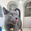 몽실방 | 안양 몽실캣 / 첫 호텔경험 봉돌이와 호텔 경력직 봉봉이 적응기