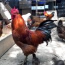 옛날토종닭 이미지