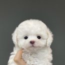 나눔펫 책임분양소 강아지분양 일산점 이미지