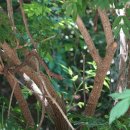 딱총나무(산토끼꽃목 ＞ 연복초과 ＞ 딱총나무속) 이미지